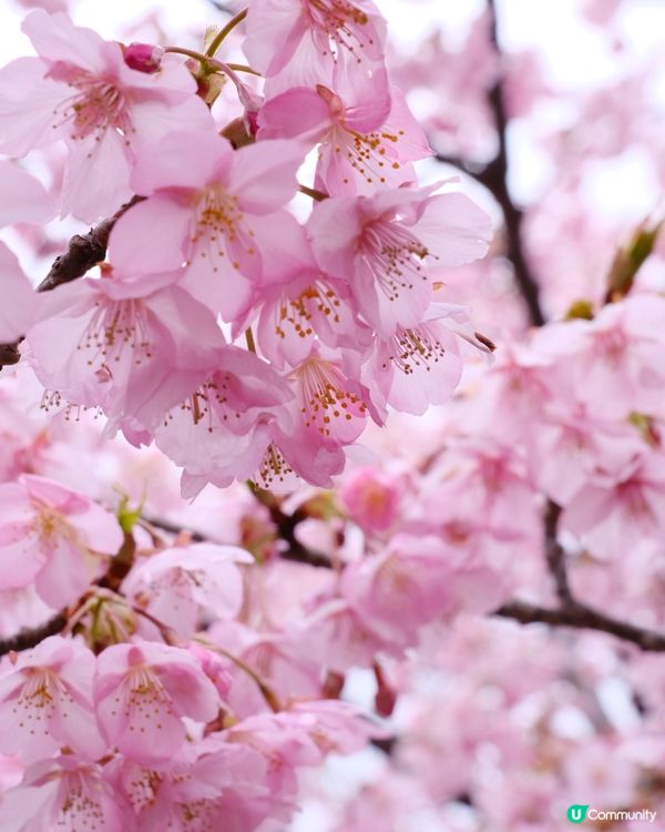 淀水路之河律櫻