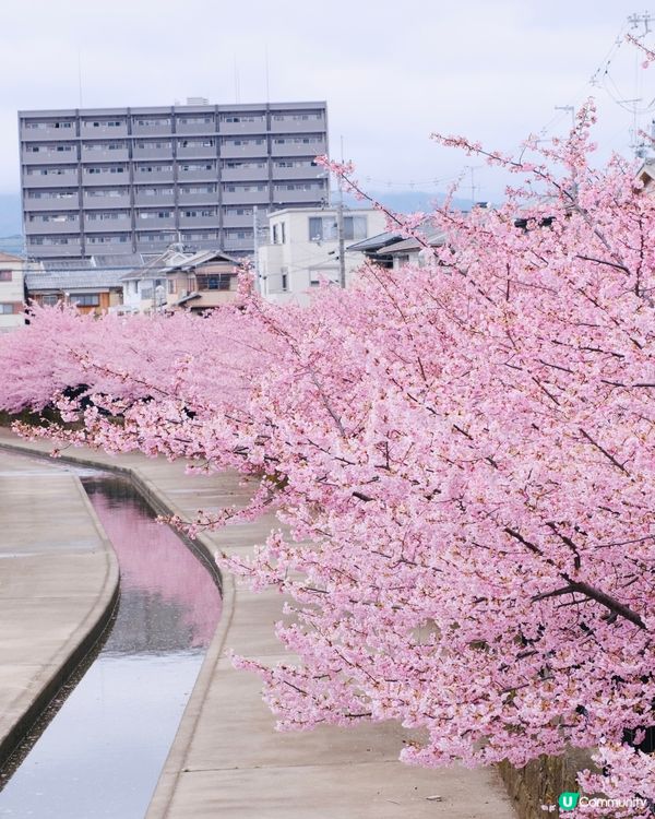 淀水路之河律櫻