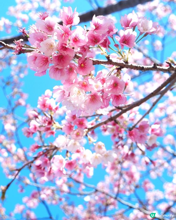 日本賞櫻花嘅季節💗