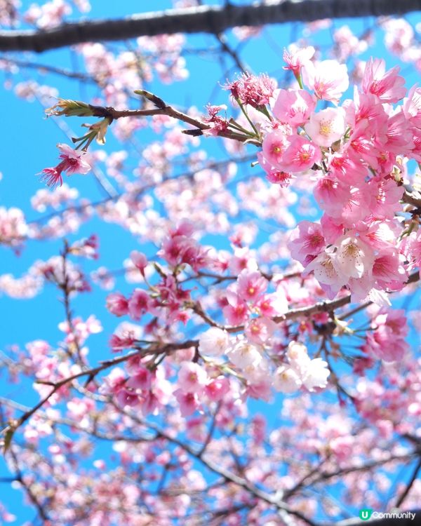 日本賞櫻花嘅季節💗