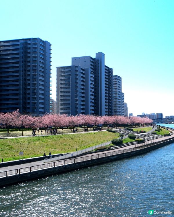 日本賞櫻花嘅季節💗