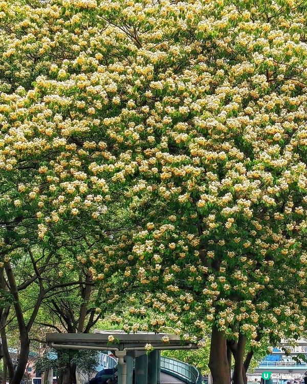 盛開的魚木樹帶給我慰籍