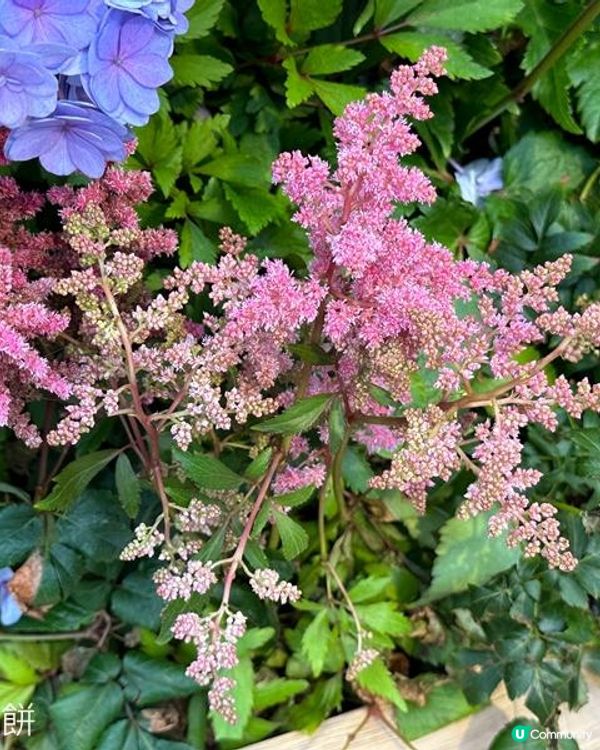 香港好去處 | 銅鑼灣維園花展 | 落新婦