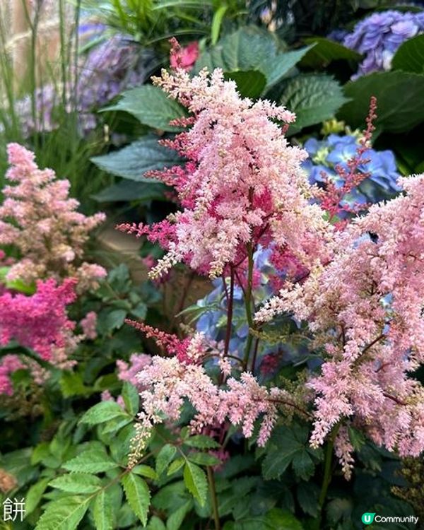 香港好去處 | 銅鑼灣維園花展 | 落新婦