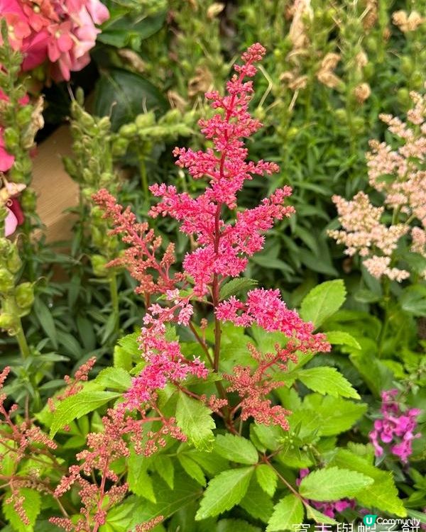 香港好去處 | 銅鑼灣維園花展 | 落新婦