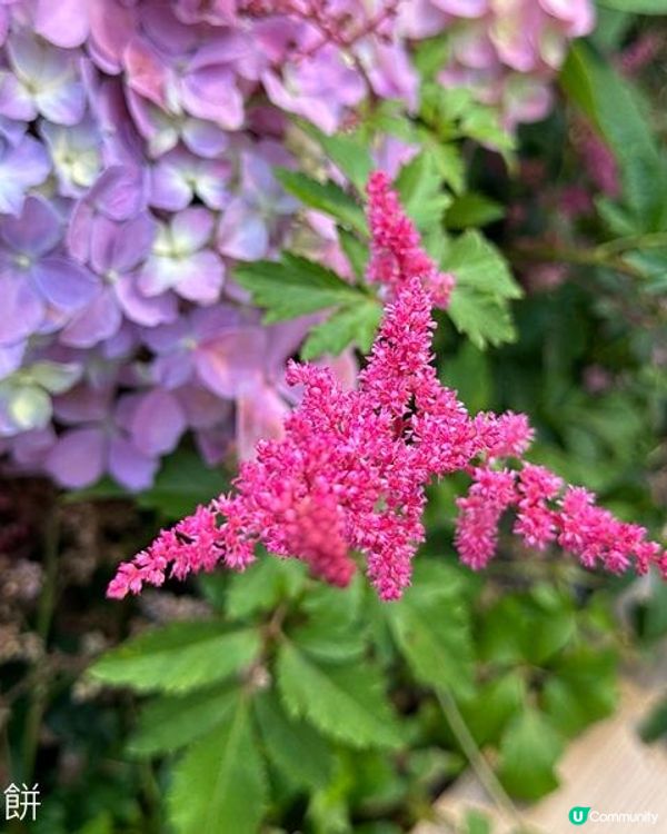 香港好去處 | 銅鑼灣維園花展 | 落新婦