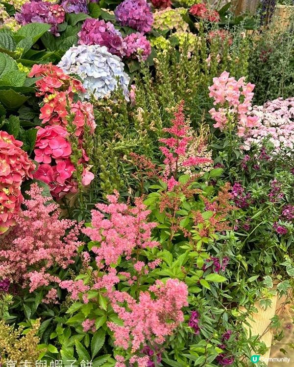 香港好去處 | 銅鑼灣維園花展 | 落新婦