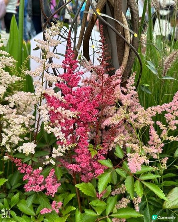 香港好去處 | 銅鑼灣維園花展 | 落新婦