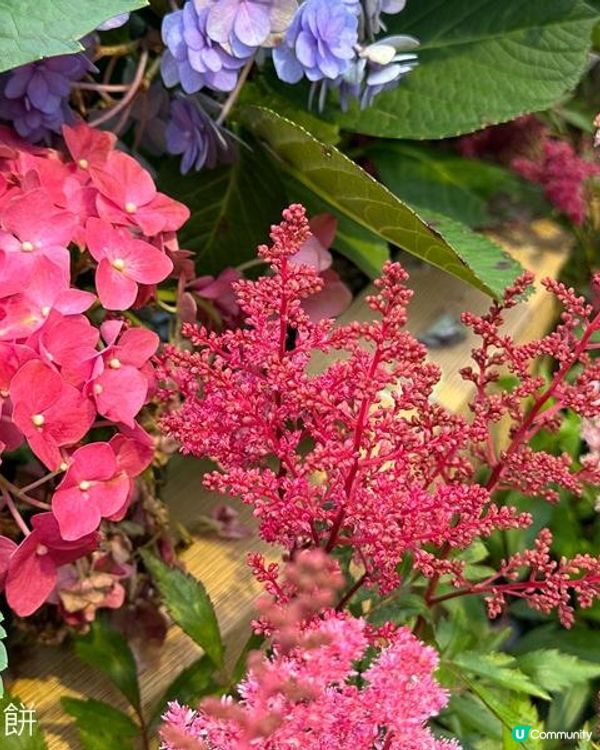 香港好去處 | 銅鑼灣維園花展 | 落新婦