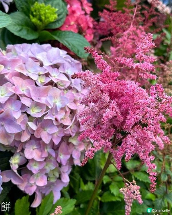 香港好去處 | 銅鑼灣維園花展 | 落新婦