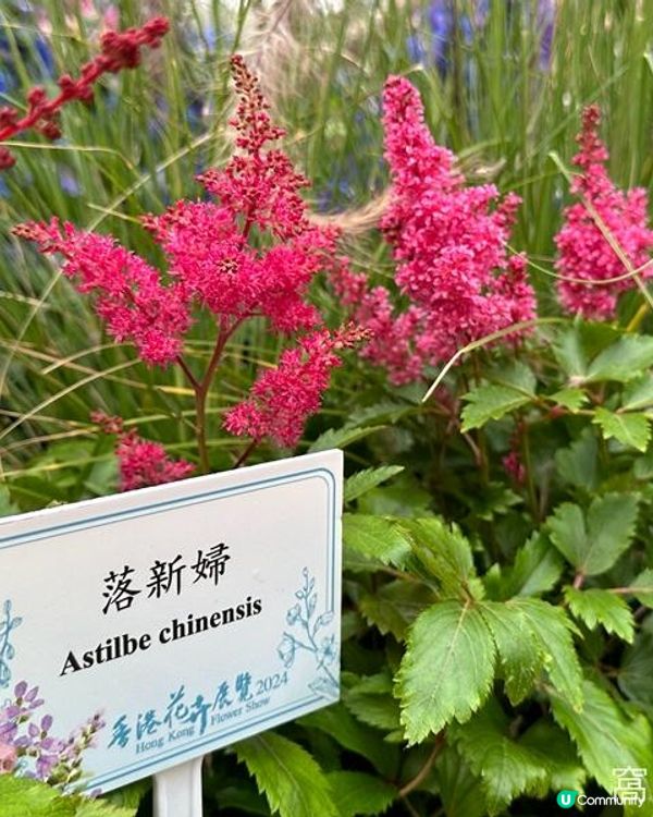 香港好去處 | 銅鑼灣維園花展 | 落新婦