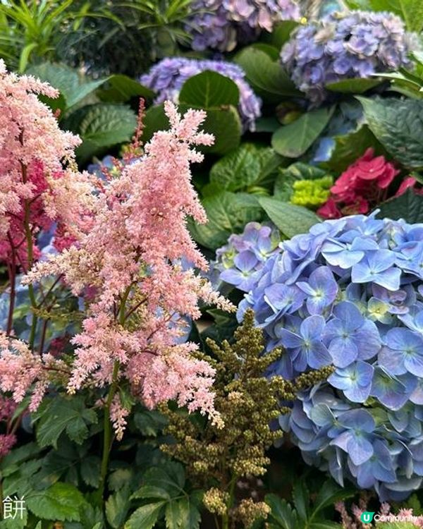 香港好去處 | 銅鑼灣維園花展 | 落新婦