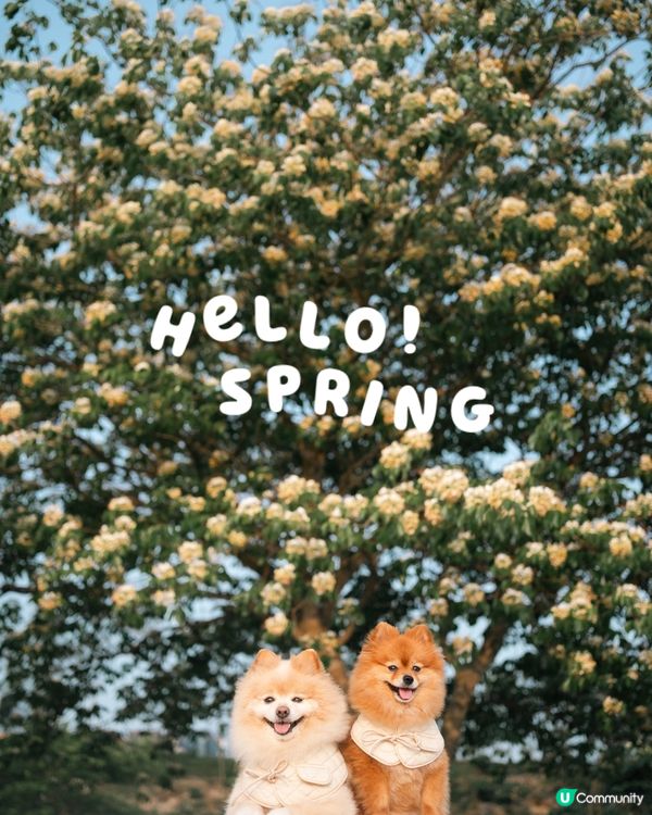 打卡好去處｜將軍澳南魚木花盛開