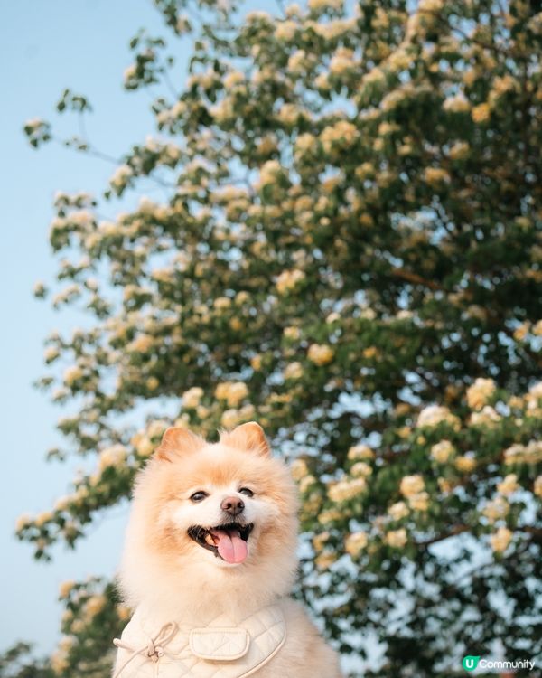 打卡好去處｜將軍澳南魚木花盛開