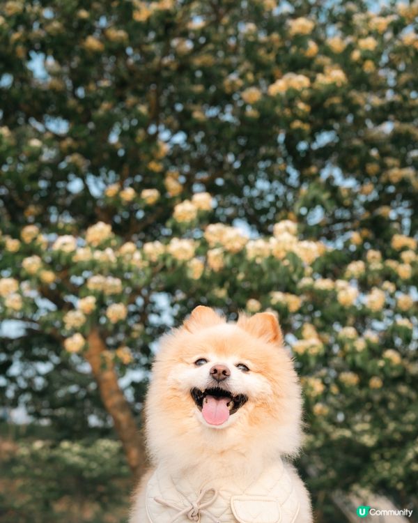 打卡好去處｜將軍澳南魚木花盛開