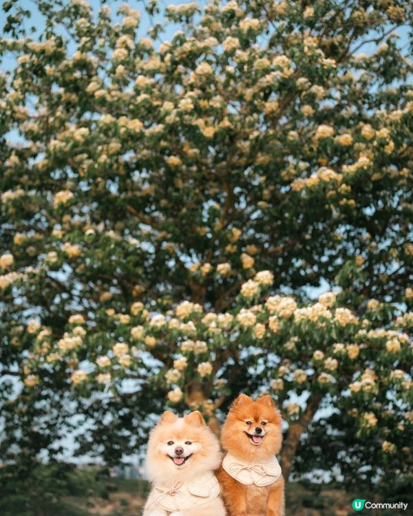 打卡好去處｜將軍澳南魚木花盛開