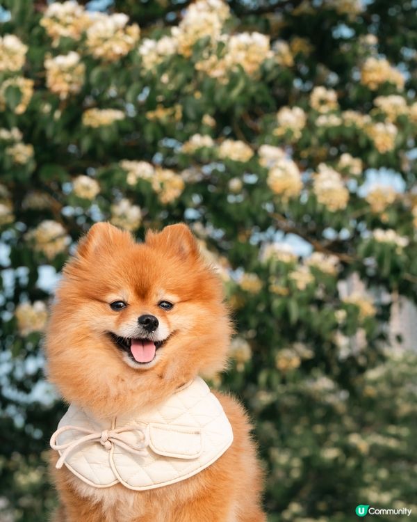 打卡好去處｜將軍澳南魚木花盛開