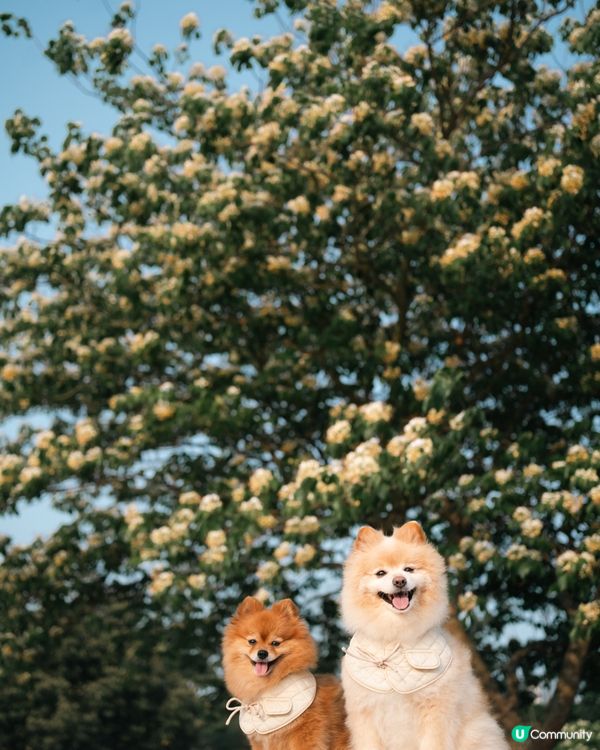 打卡好去處｜將軍澳南魚木花盛開