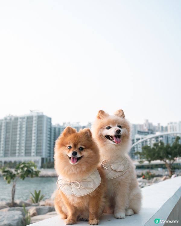 打卡好去處｜將軍澳南魚木花盛開