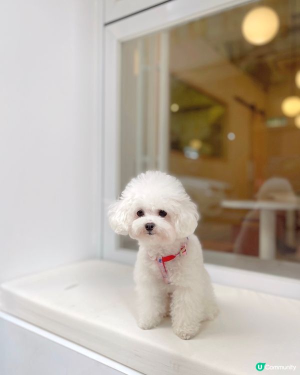 大坑寵物友善🤍必食熊仔Madeleine🧸