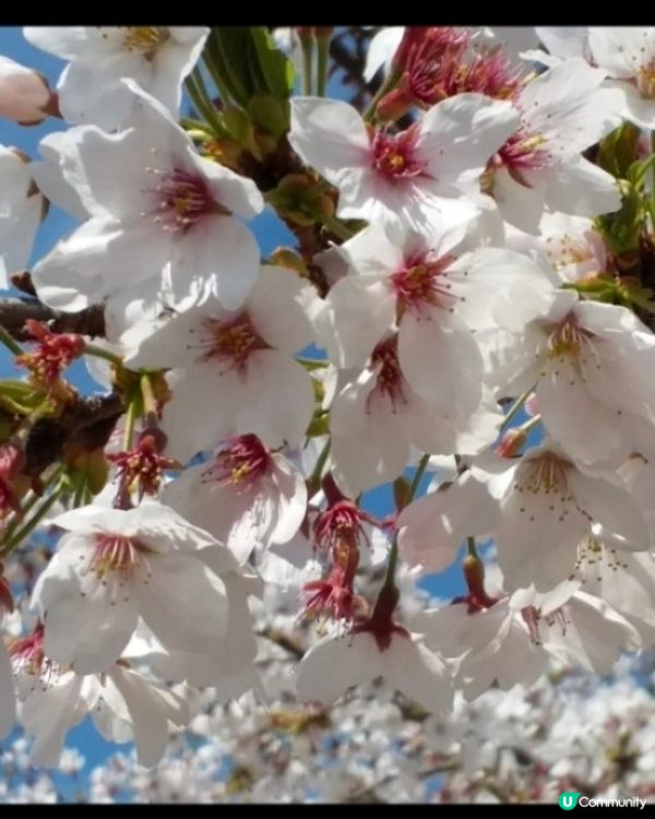 #日本好去處 #日本櫻花 #旅行打卡 #旅遊行程 #春日賞櫻