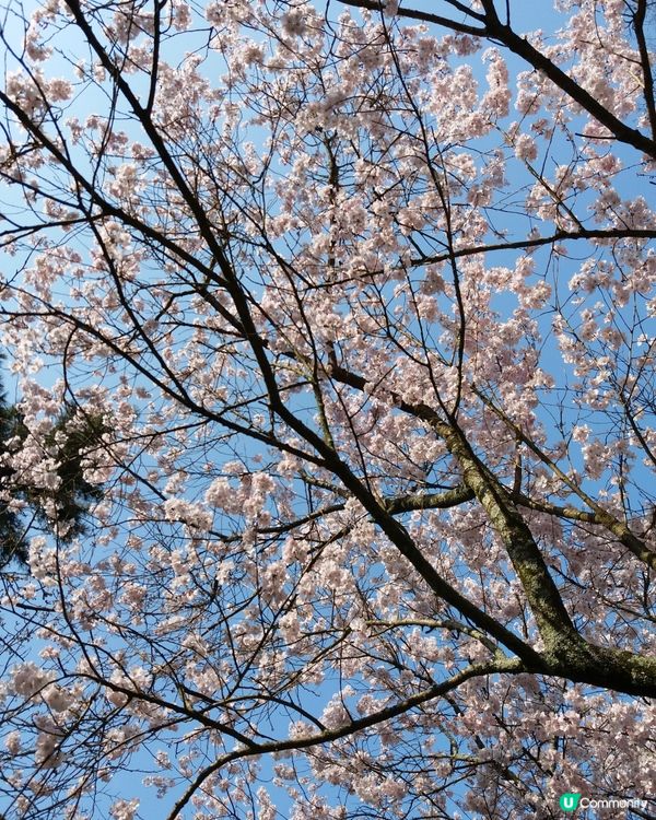 高松櫻花「木漏日」