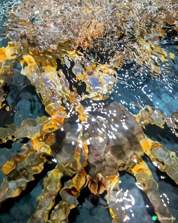 屯門三聖海鮮市場🐟懷舊容龍海鮮加工