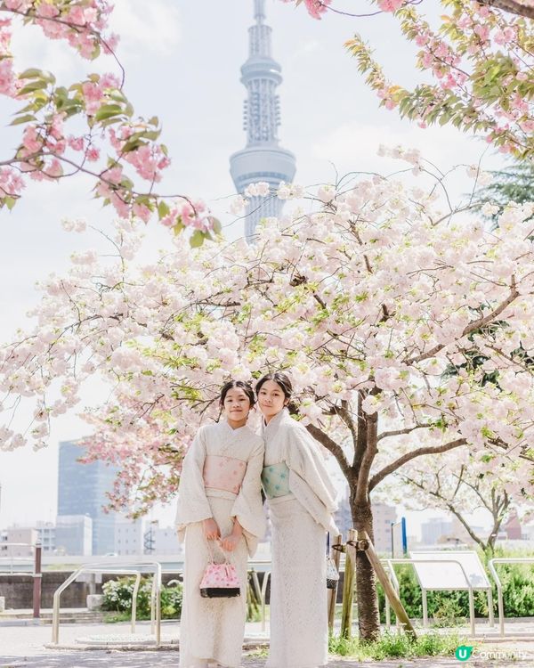 櫻花盛開的隅田公園