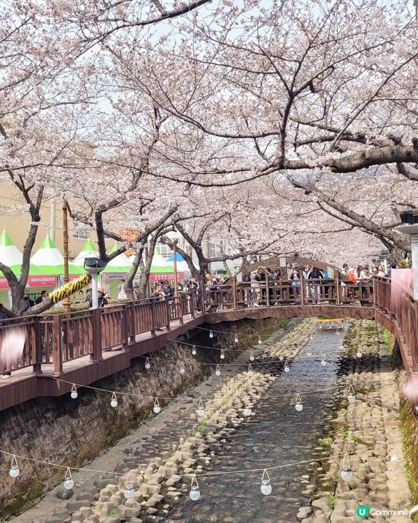 鎮海軍港節櫻花慶典2024🌸