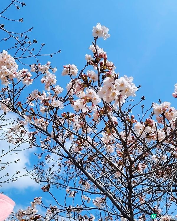 鎮海軍港節櫻花慶典2024🌸