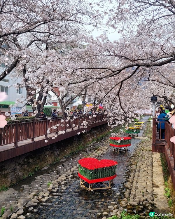 鎮海軍港節櫻花慶典2024🌸