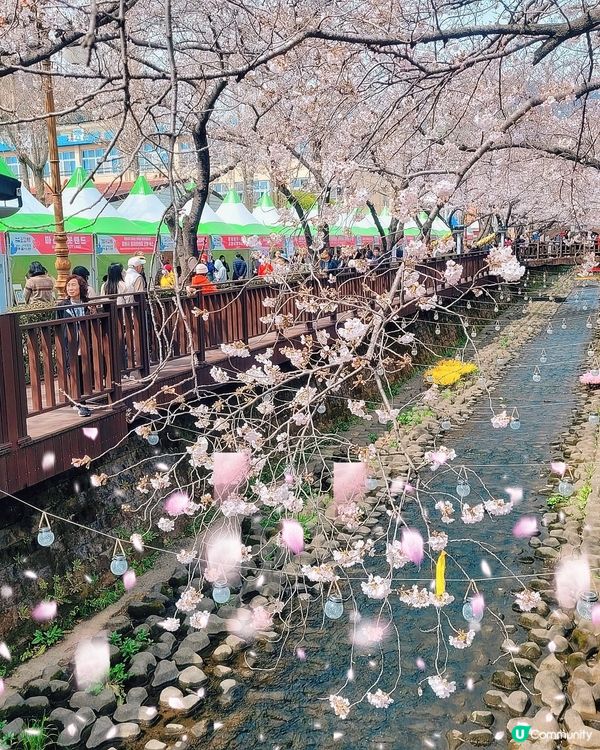 鎮海軍港節櫻花慶典2024🌸