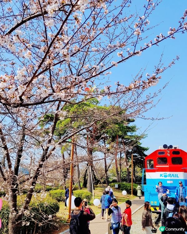 鎮海軍港節櫻花慶典2024🌸