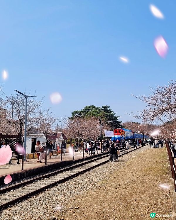 鎮海軍港節櫻花慶典2024🌸