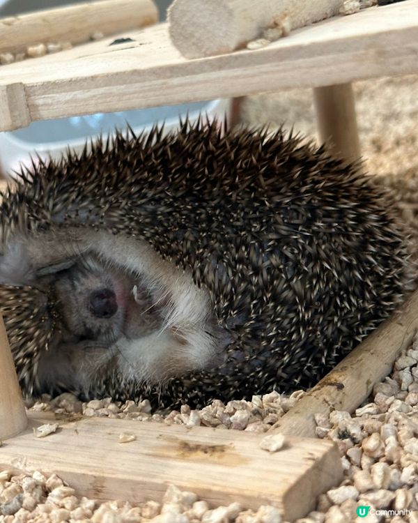 今次去左泰國little zoo cafe