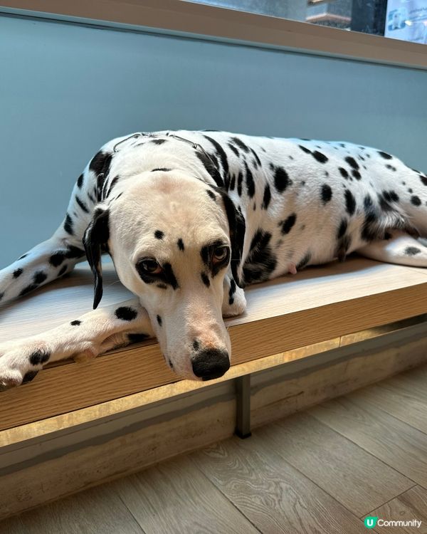 今次去左泰國little zoo cafe