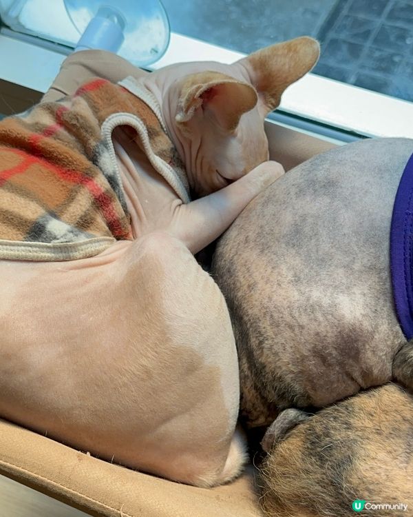 今次去左泰國little zoo cafe