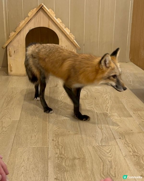 今次去左泰國little zoo cafe