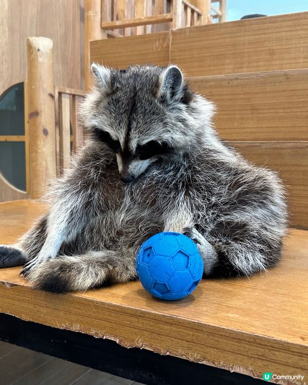 今次去左泰國little zoo cafe