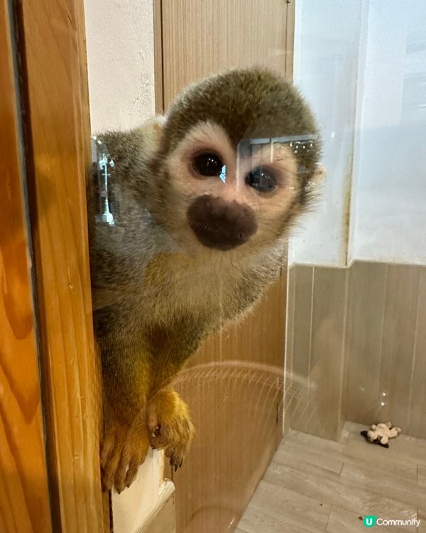 今次去左泰國little zoo cafe