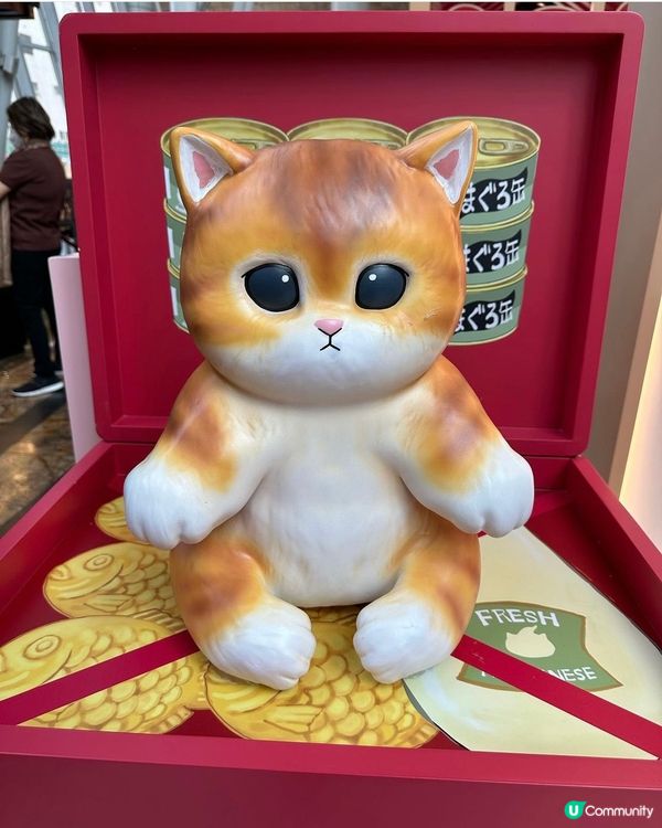 朝聖鯊魚貓專賣店