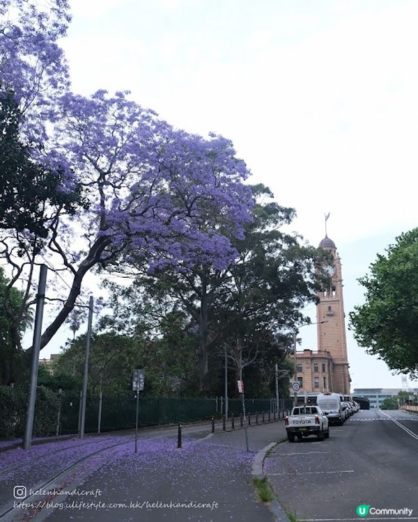 【旅遊澳洲】悉尼期間限定藍花楹步道 - Kirribilli