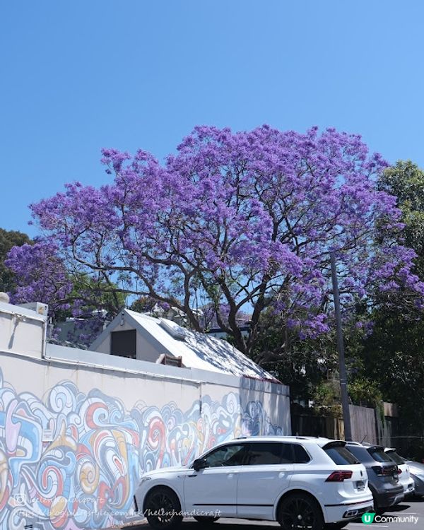 【旅遊澳洲】悉尼期間限定藍花楹步道 - Kirribilli