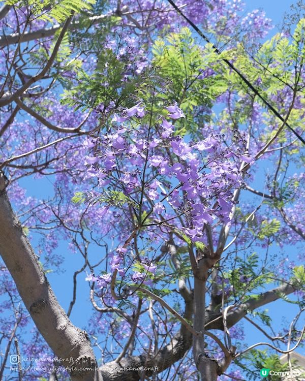 【旅遊澳洲】悉尼期間限定藍花楹步道 - Kirribilli
