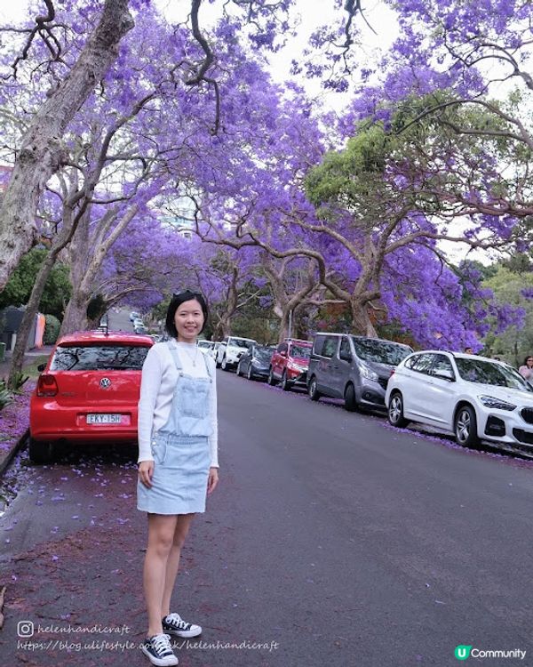 【旅遊澳洲】悉尼期間限定藍花楹步道 - Kirribilli