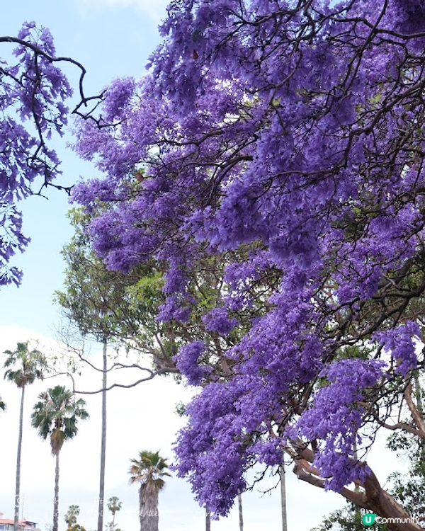 【旅遊澳洲】悉尼期間限定藍花楹步道 - Kirribilli
