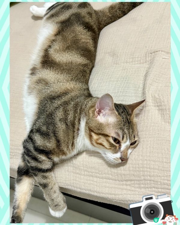 喂呀⋯⋯你兩兄弟注意吓儀態好啵😼