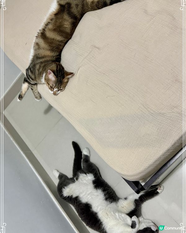 喂呀⋯⋯你兩兄弟注意吓儀態好啵😼