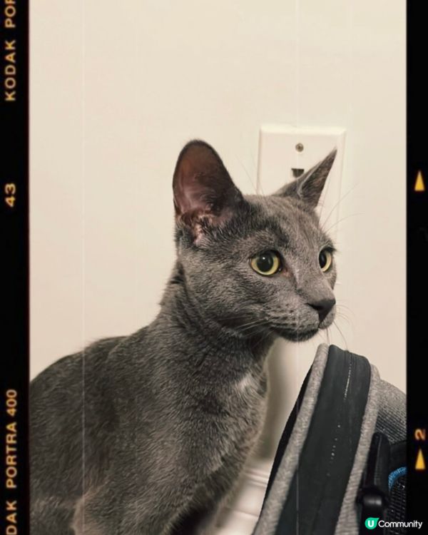 喵🐱喵喵🐱喵喵喵🐱傻貓等收工