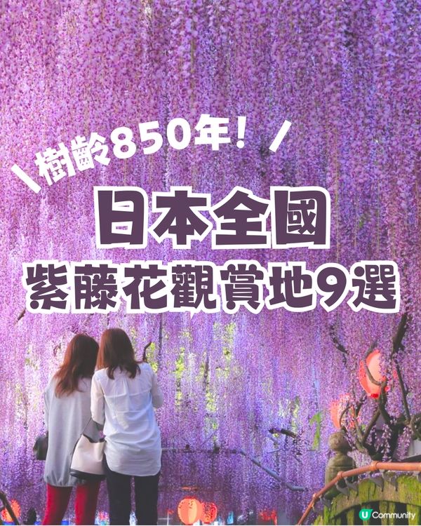 日本全國紫藤花觀賞地9選💜樹齡850年😳國家指定天然紀念物💯